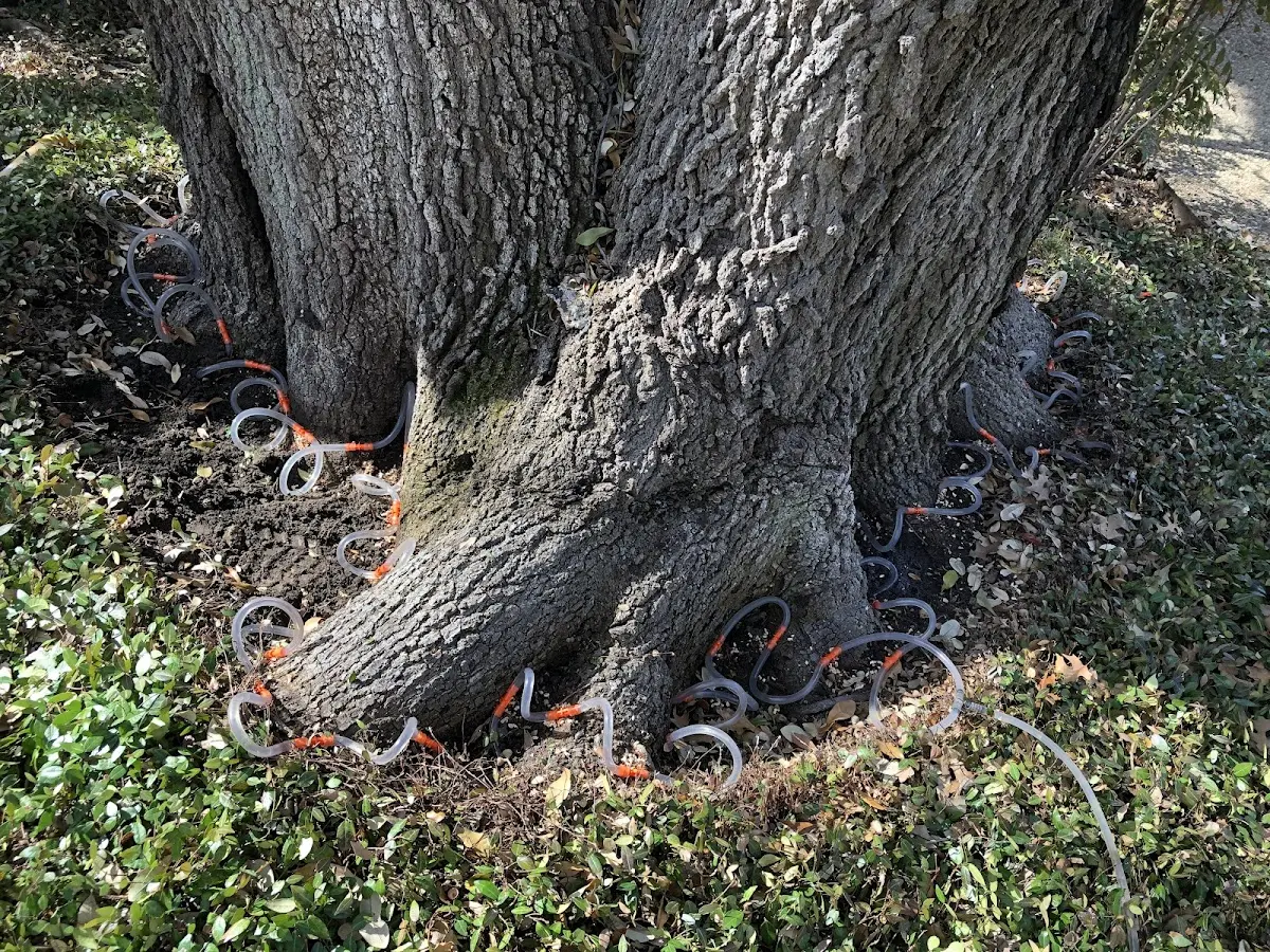 Detailed Tree Cabling and Bracing job site in Somerset